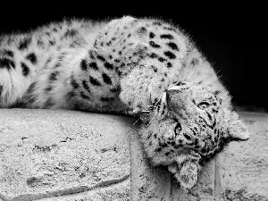 ledge, snow leopard, feet