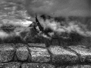 Mountains, birds, ledge, Fog