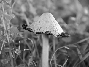 curled, White, leg, grass, Hat, Mushrooms