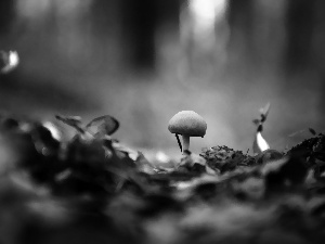 Little, Hat, leg, mushroom