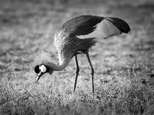 legs, comb, crane, Longs, Bird