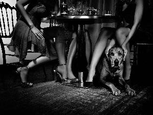 legs, Bloodhound, Table