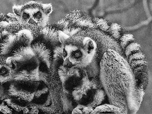 lemurs