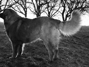 adult, Leonberger