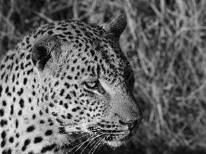 Head, leopard