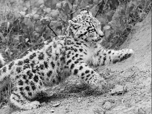 Snow leopard, snow leopard