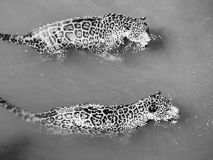 water, Two cars, Leopard