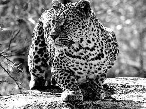 Leopards