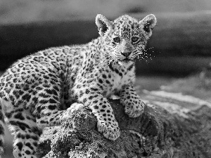 Leopards