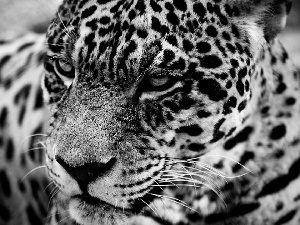 Leopards, wild, cat