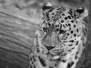 gazing, Leopards