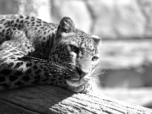 lying, Leopards