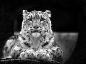 lying, snow leopard