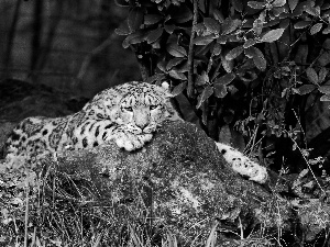 Resting, snow leopard