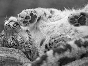 snow leopard