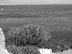 Levanzo, Italy, flourishing, Bush, sea