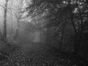 Leaf, ligh, autumn, sun, luminosity, Fog, forest, flash