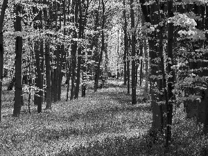 Przebijające, ligh, Spring, sun, luminosity, Flowers, forest, flash