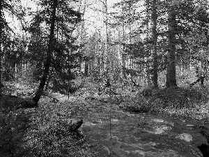 Przebijające, ligh, Spring, sun, luminosity, River, forest, flash