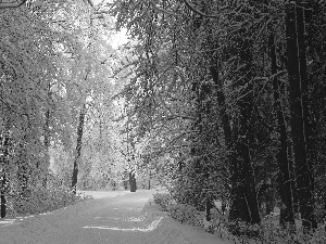 Przebijające, ligh, winter, sun, luminosity, Way, forest, flash