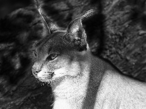 Caracal, light breaking through sky