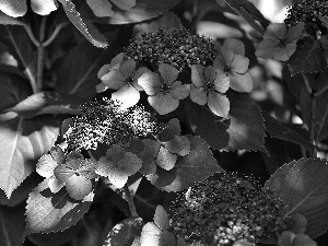 hydrangea, light breaking through sky