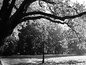 oak, trees, alley, viewes, Park, Lighthouse, bench