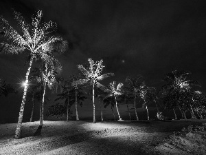 lighting, Palms, Night