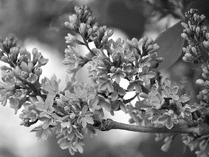 lilac, twig, blooming