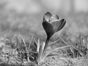 crocus, lilac