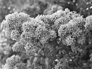 Flowers, lilac