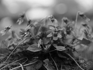 Flowers, fragrant violets, lilac