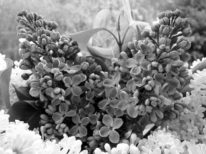 bouquet, Lilacs
