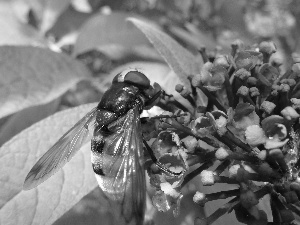 Lilacs, bee, leaf