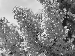 purple, Lilacs