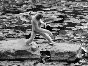 lilies, Gibbon, boulders