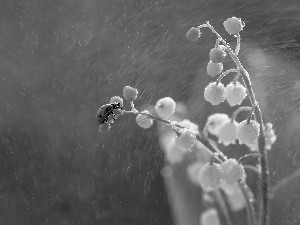 Flowers, ladybird, Rain, lilies