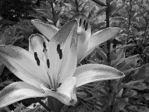 lilies, white, Pink