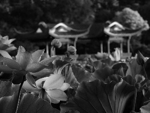 Leaf, Pond - car, lilies