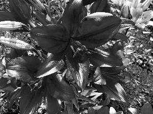 lilies, Flowers, Red