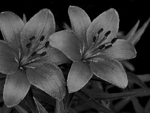 lilies, Two, Red