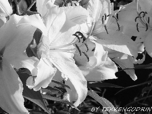 White, lilies