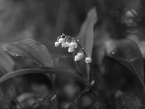 White, lilies