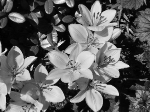 Yellow, lilies