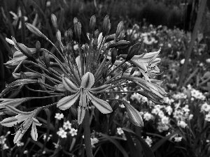 Agapanthus, African Lily