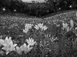 lily, tracts, Colorful