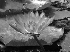 Pond - car, Colourfull Flowers, lily