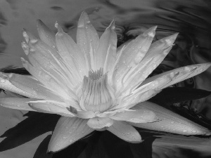 water, Colourfull Flowers, Lily