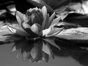 water-lily, water, Leaf