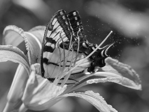 Lily, butterfly, Orange